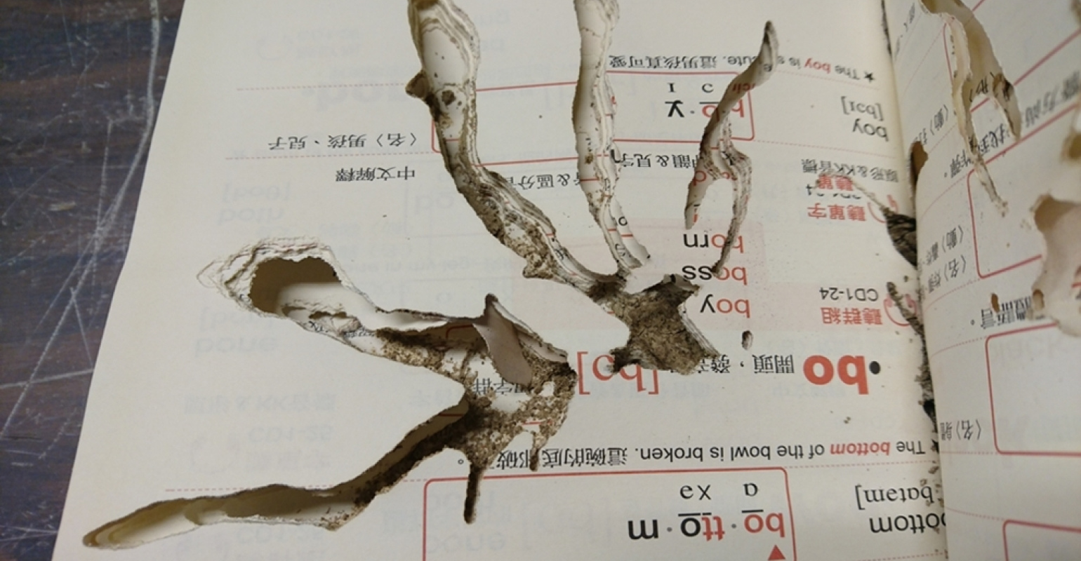 被蟲蛀過的英語參考書（凌婕榆提供）