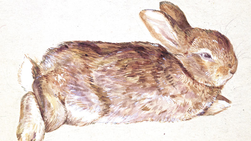about_real_peter_rabbit_800x450.jpg